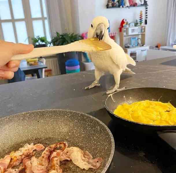 Hledá se milující domov pro mé papoušky kakadu - foto 2