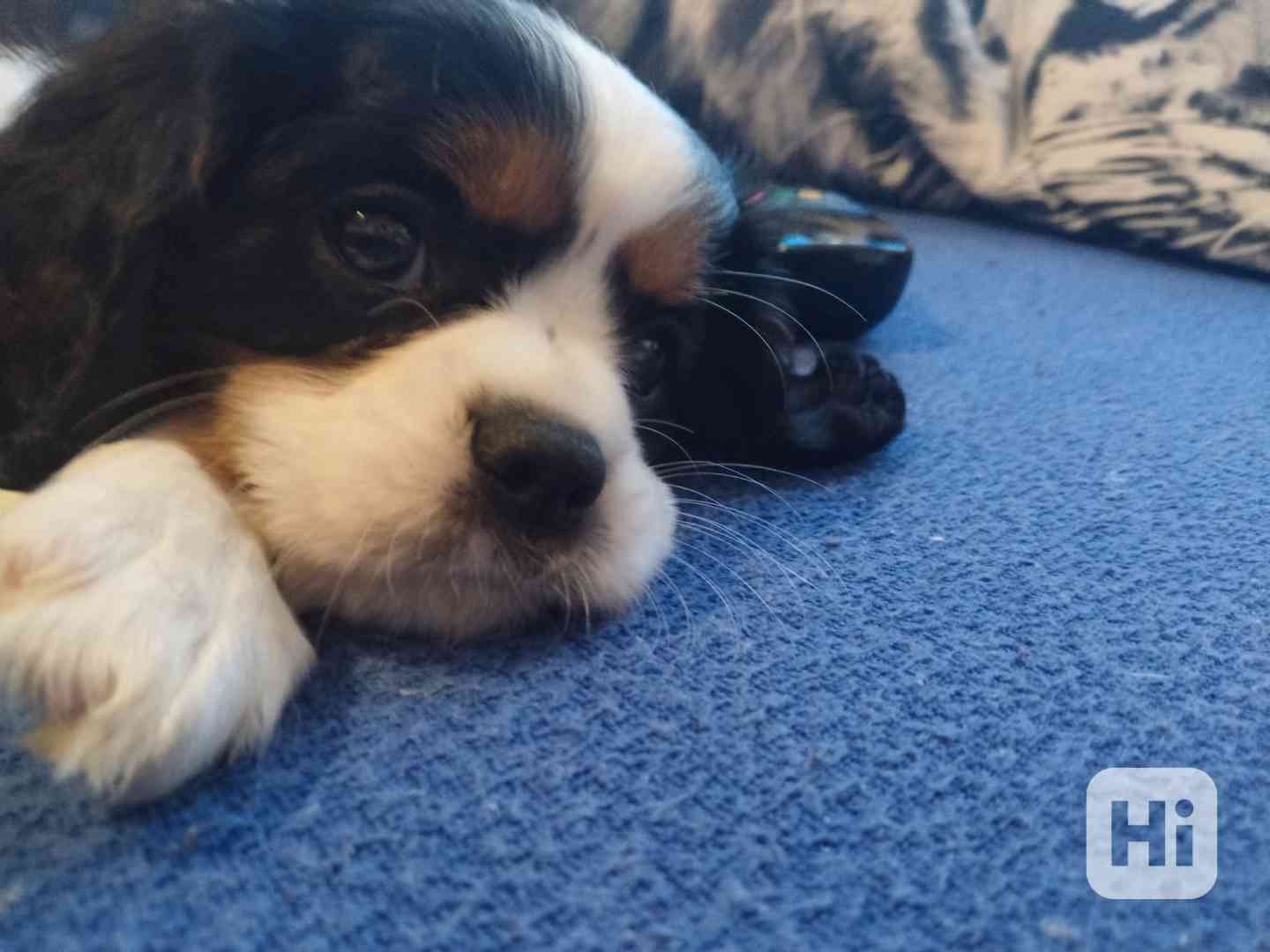 kavalír king charles španěl - foto 1