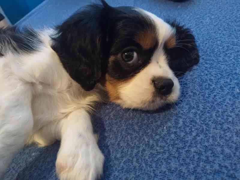 kavalír king charles španěl - foto 7