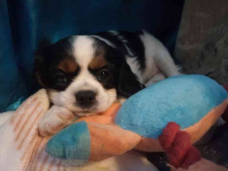 kavalír king charles španěl - foto 5
