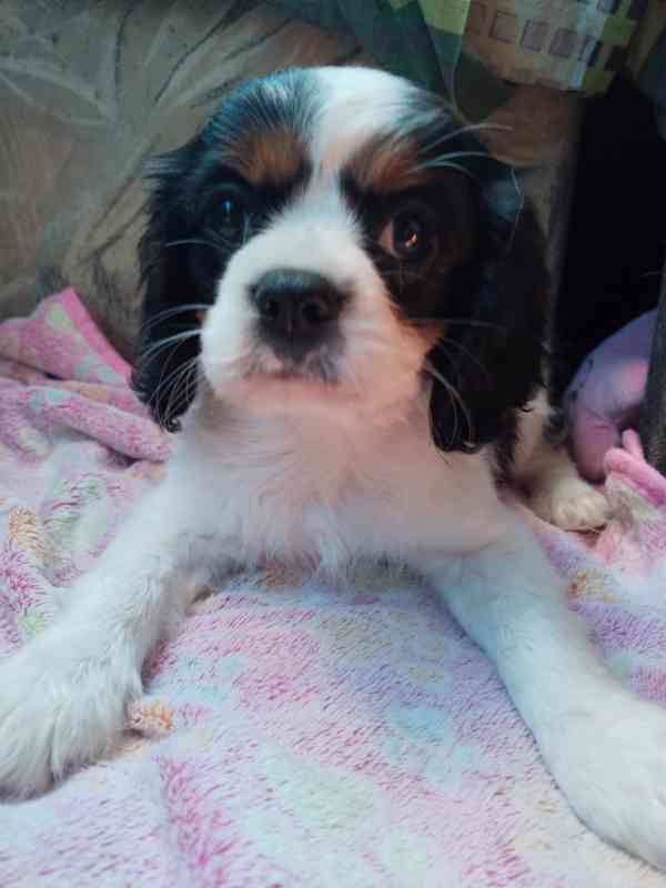 kavalír king charles španěl - foto 4