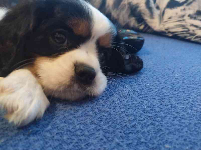 kavalír king charles španěl - foto 1