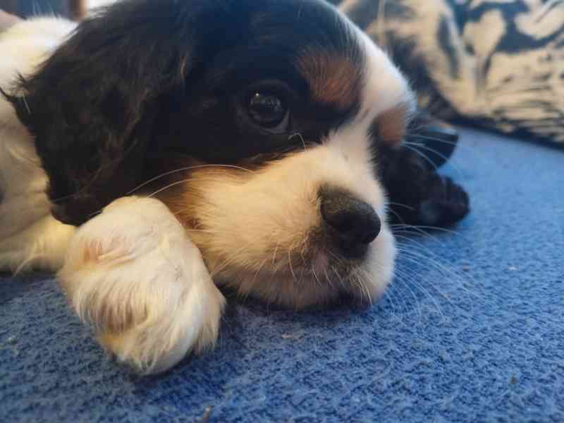 kavalír king charles španěl - foto 6