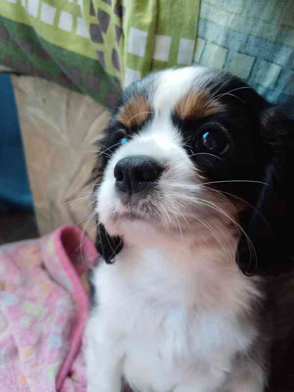 kavalír king charles španěl - foto 3
