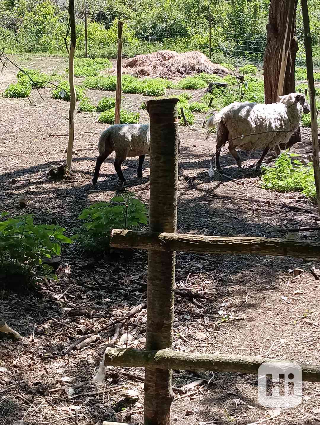 Ovce a jehně  - foto 1
