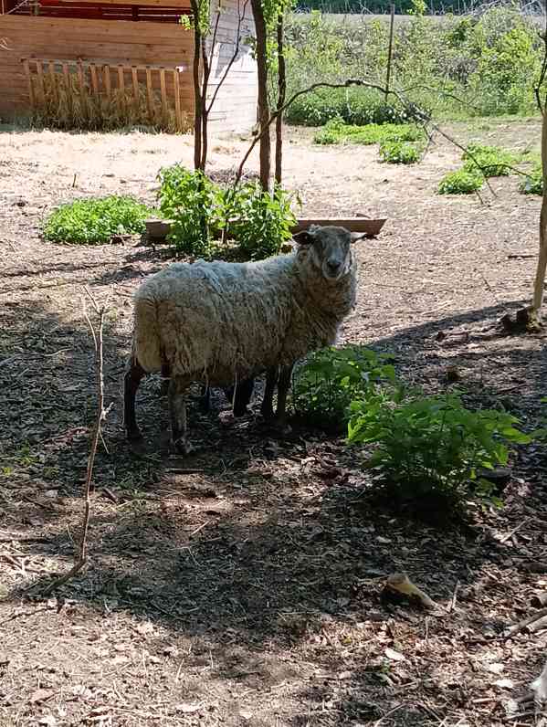 Ovce a jehně  - foto 2