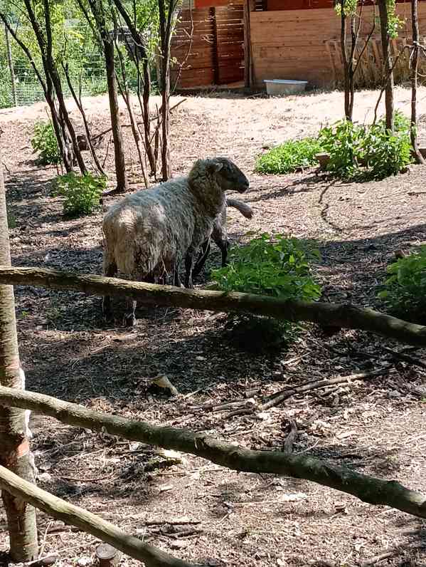 Ovce a jehně  - foto 3