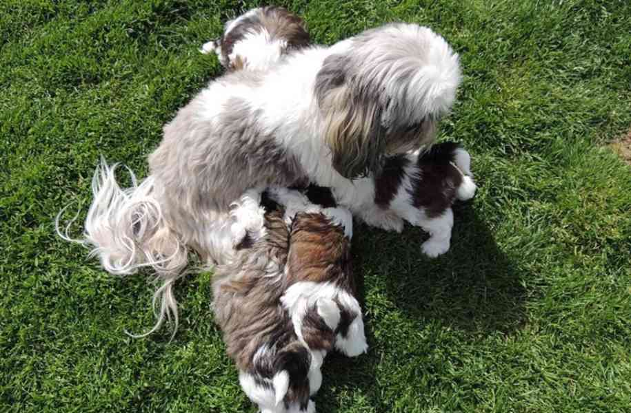Krásná štěňata shih-tzu k adopci - foto 1