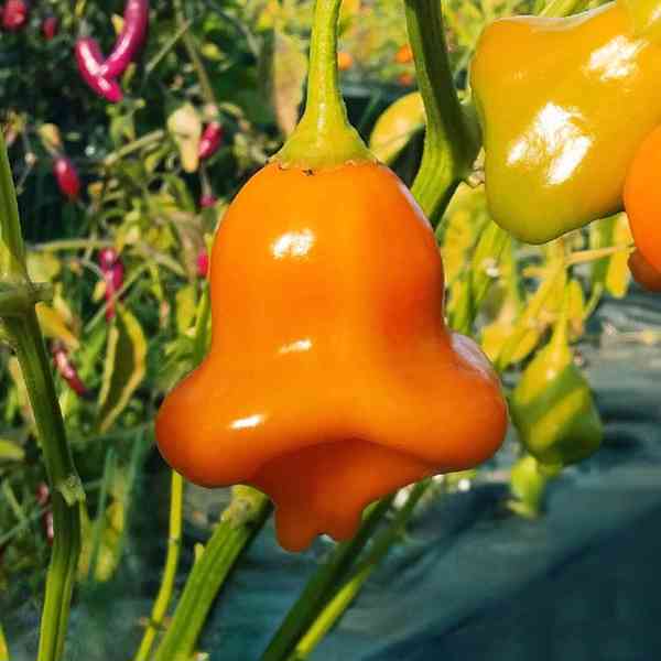 Sazenice Chilli Aji Fantasy Orange - foto 1