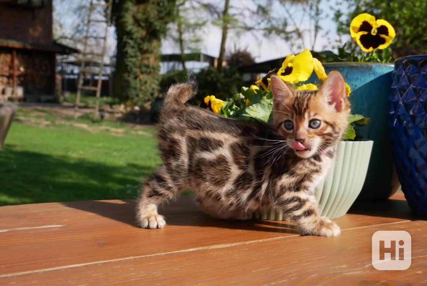 AKTUALIZACE 3 nádherná bengálská koťátka připravená k adopci - foto 1