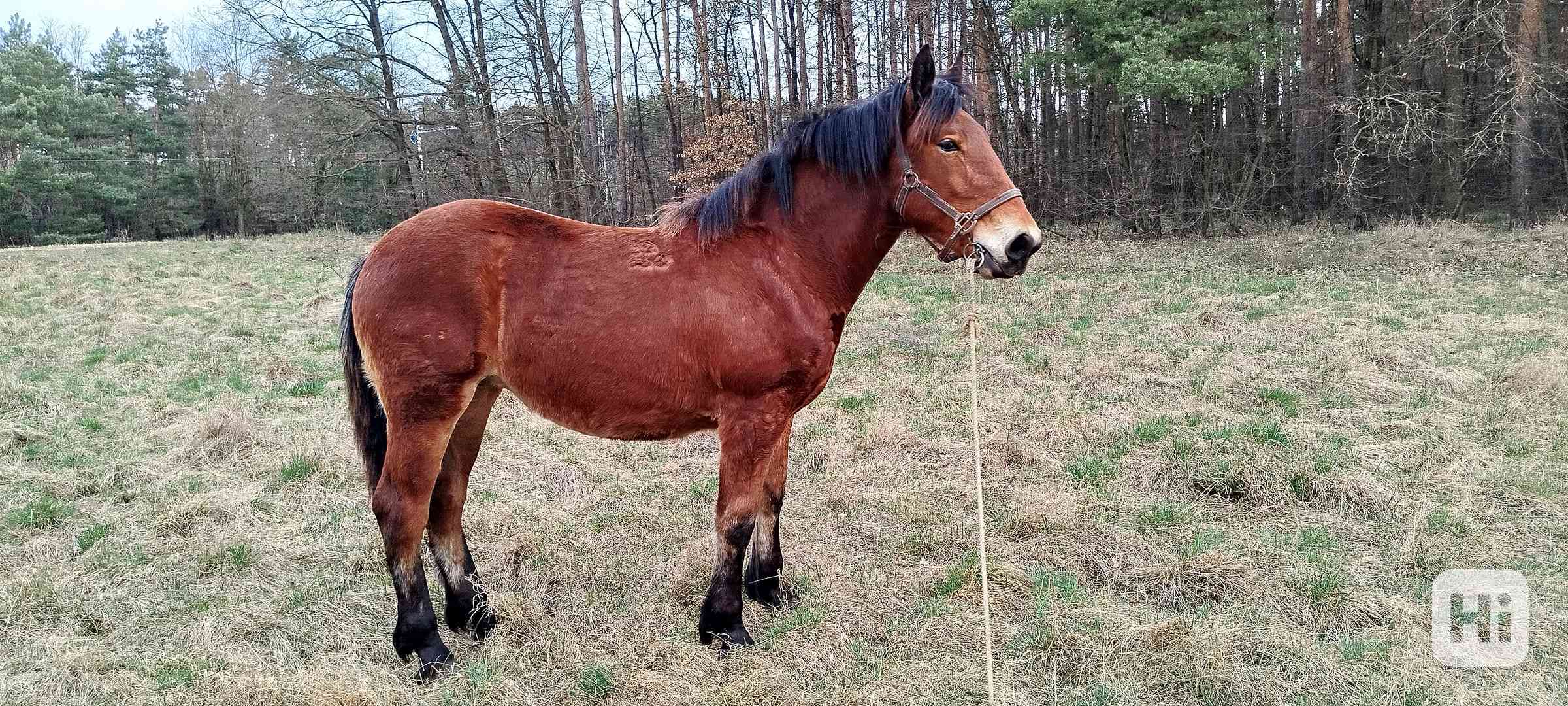 Kobylka ČMB  - foto 1