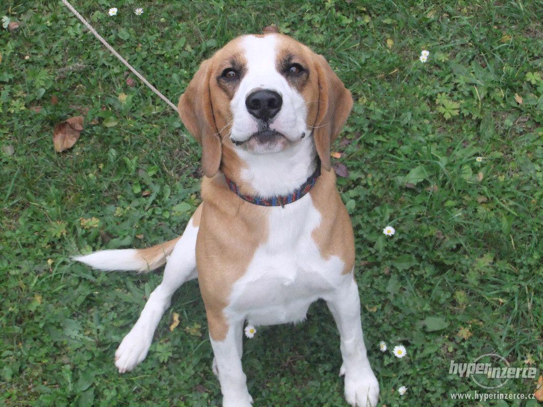 DARUJI BÍGLA - foto 1