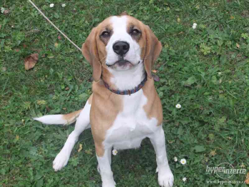 DARUJI BÍGLA - foto 1