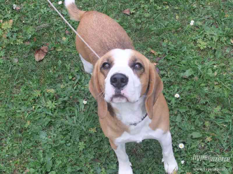 DARUJI BÍGLA - foto 2