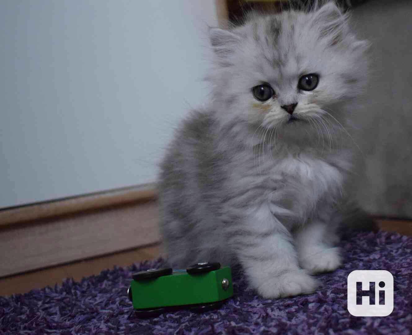 Perská koťátka  - foto 1