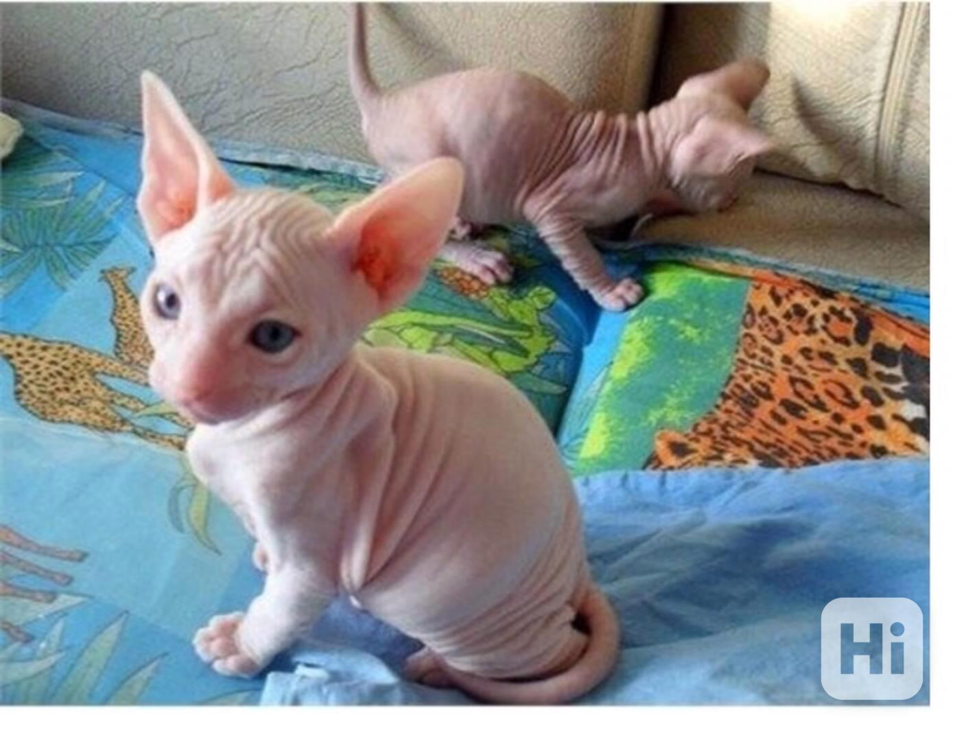 Koťata Sphynx s pp - foto 1