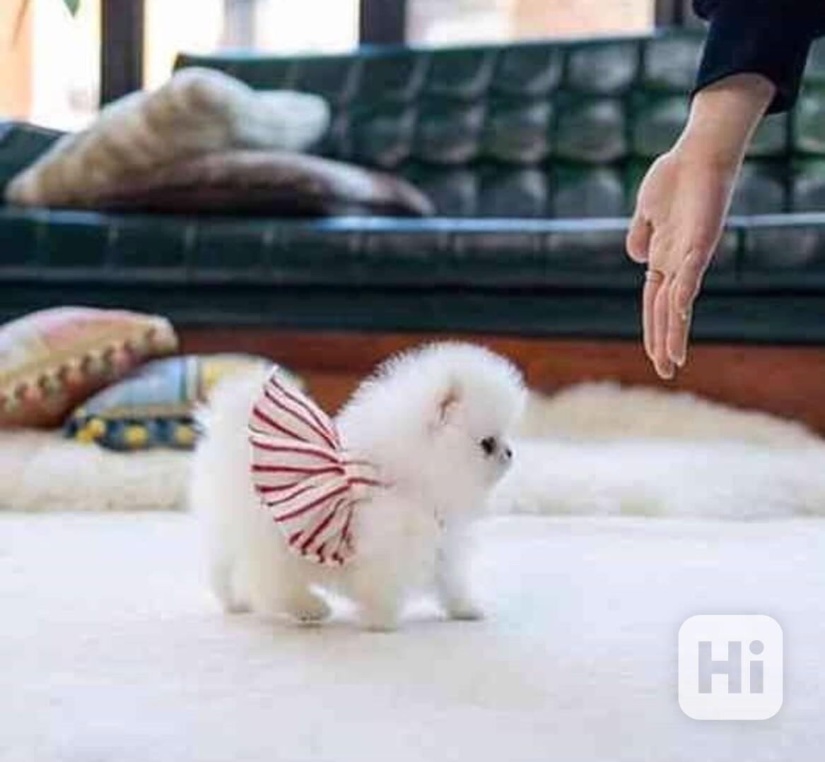 pomeranian štěňata s pp - foto 1
