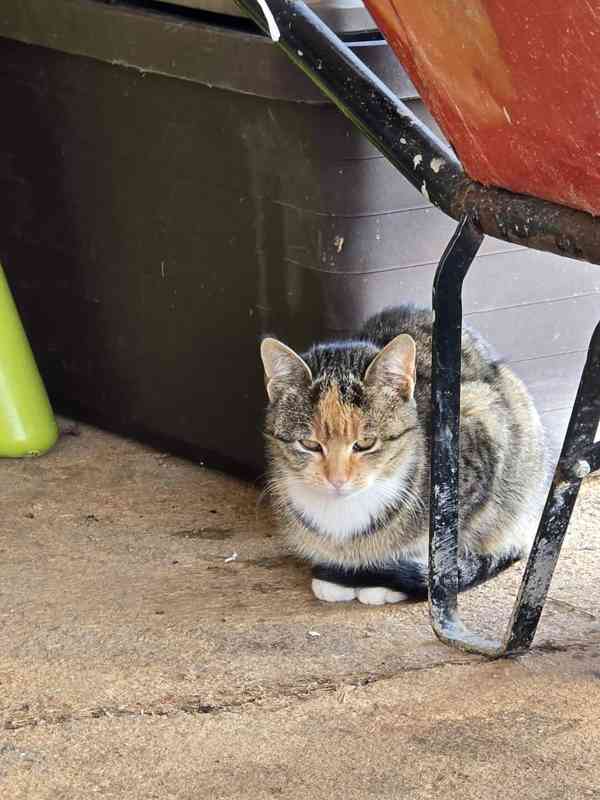 Krásné květnové koťátko hledá nový domov 🐾 - foto 2