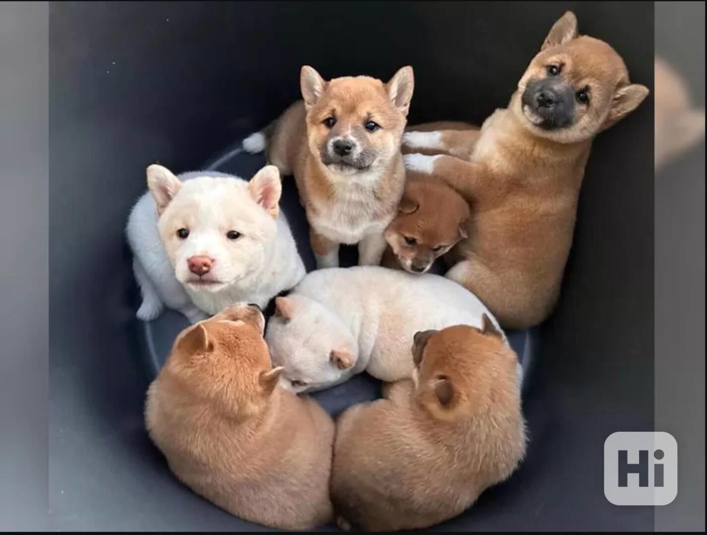 Zdravá a hravá štěňata Shiba Inu. - foto 1