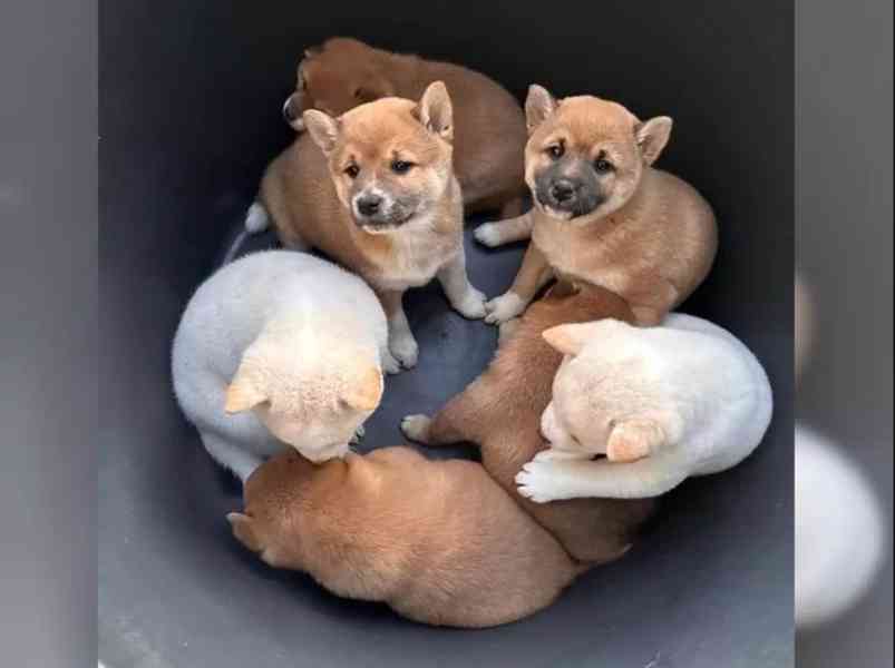 Zdravá a hravá štěňata Shiba Inu. - foto 2