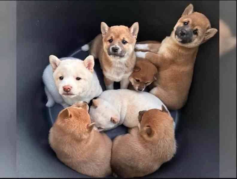 Zdravá a hravá štěňata Shiba Inu. - foto 1