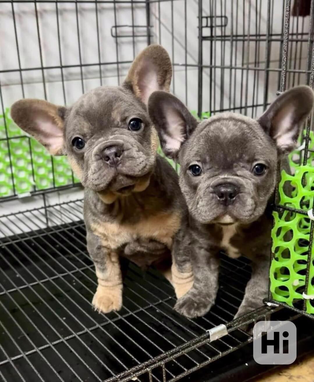 Roztomilá štěňata francouzského buldočka - foto 1