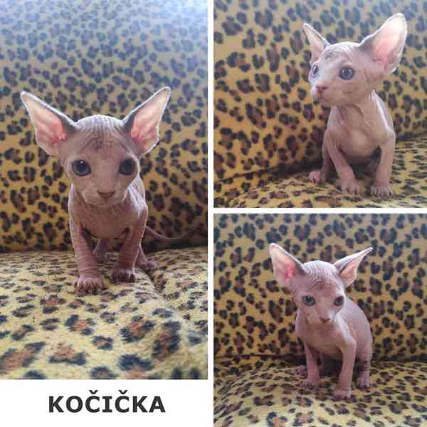 Kanadský sphynx koťátka - foto 6