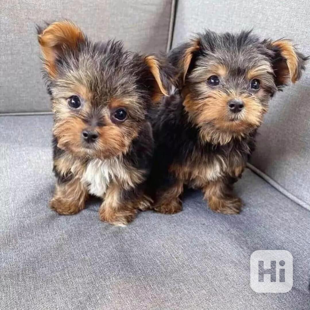 Roztomilá štěňátka jorkšírského teriéra - foto 1