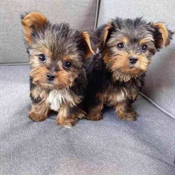 Roztomilá štěňátka jorkšírského teriéra