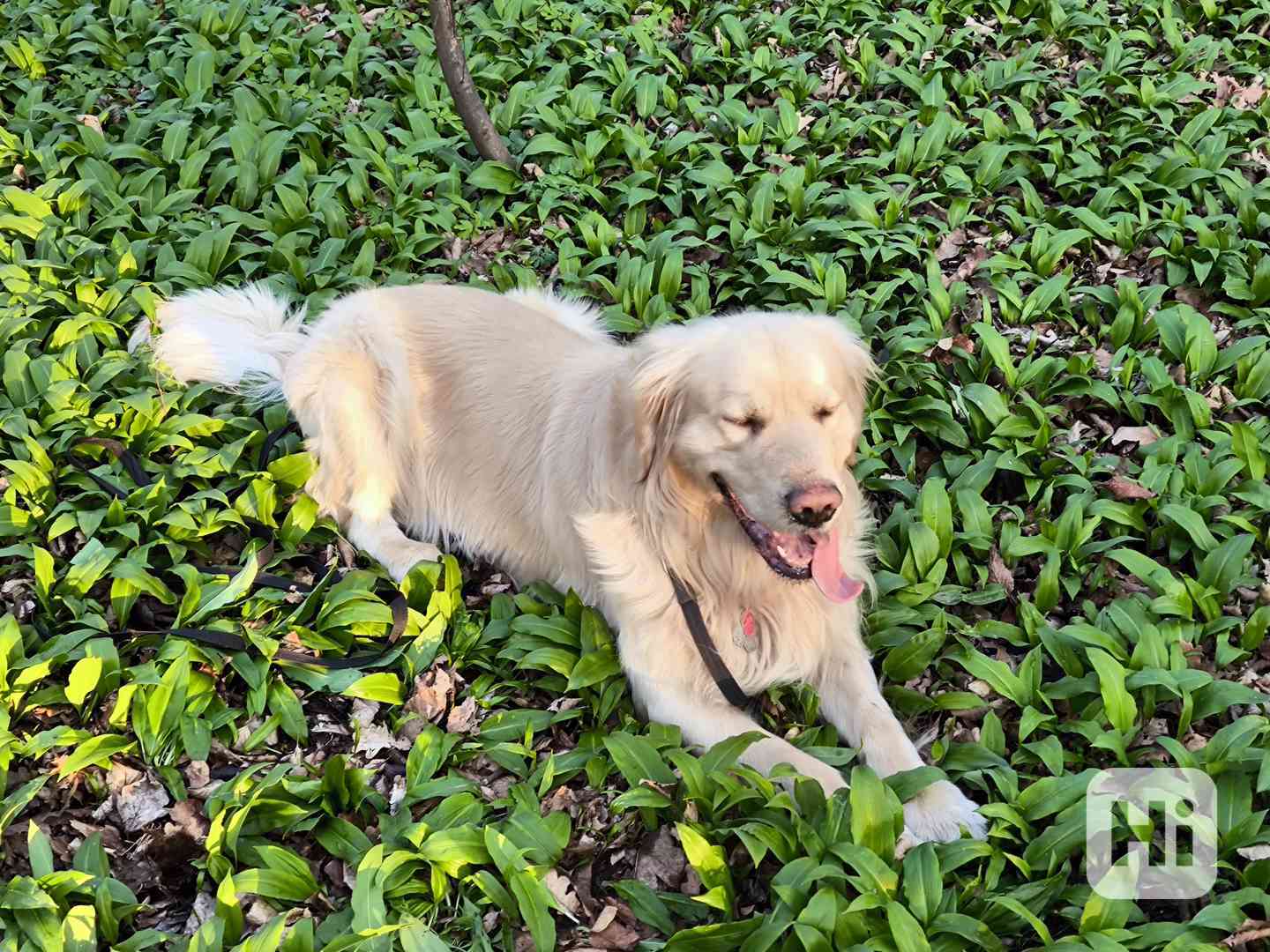 Zlatý retrívr  - foto 1