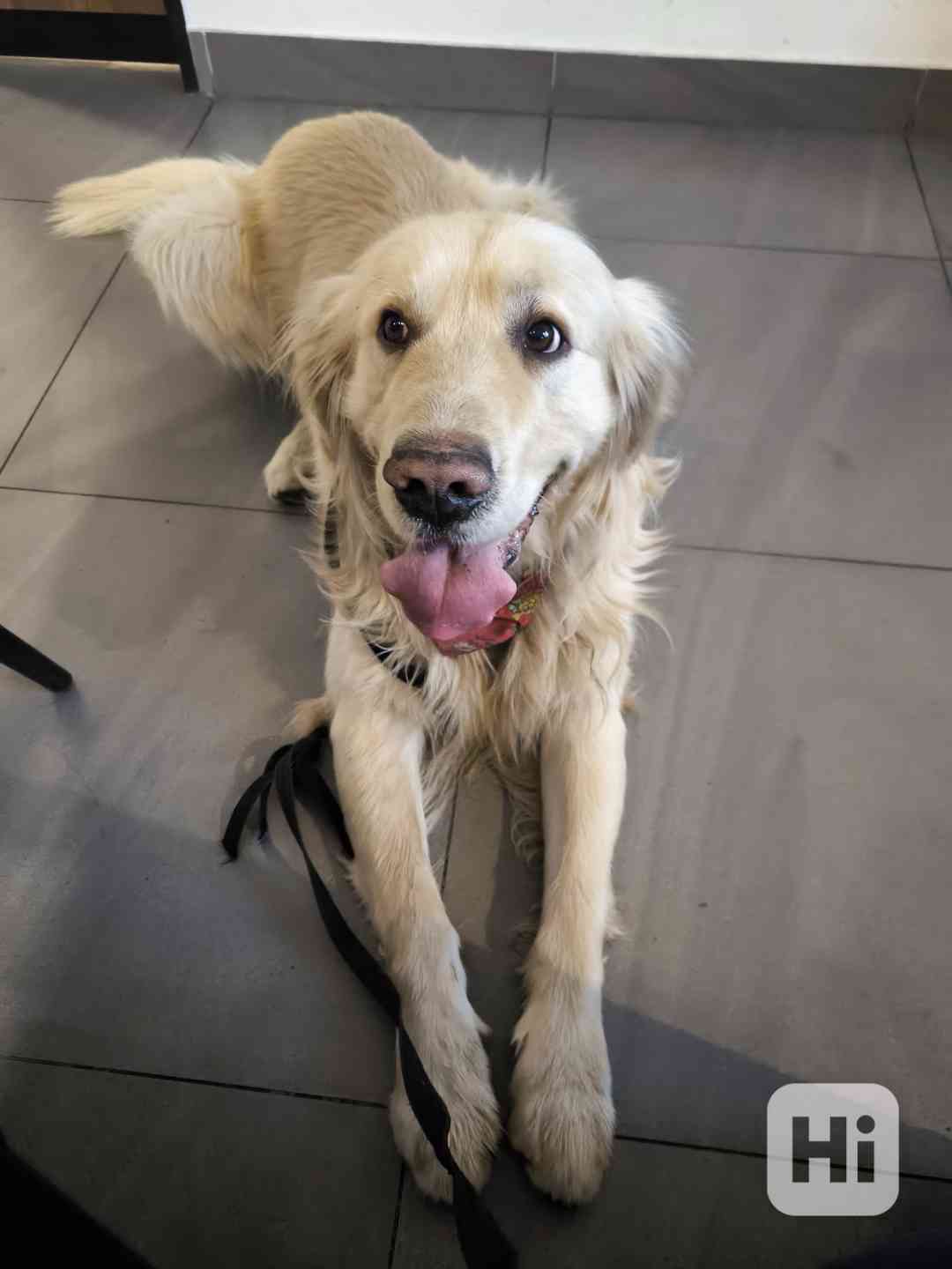 Zlatý retrívr  - foto 1