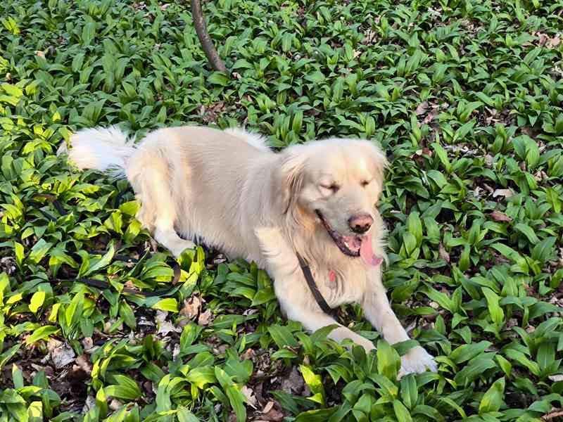Zlatý retrívr  - foto 1