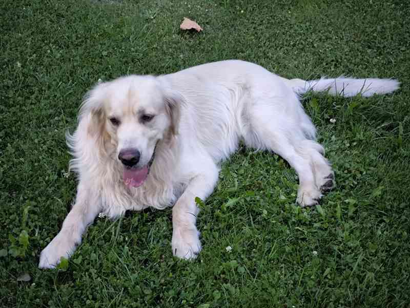 Zlatý retrívr  - foto 4