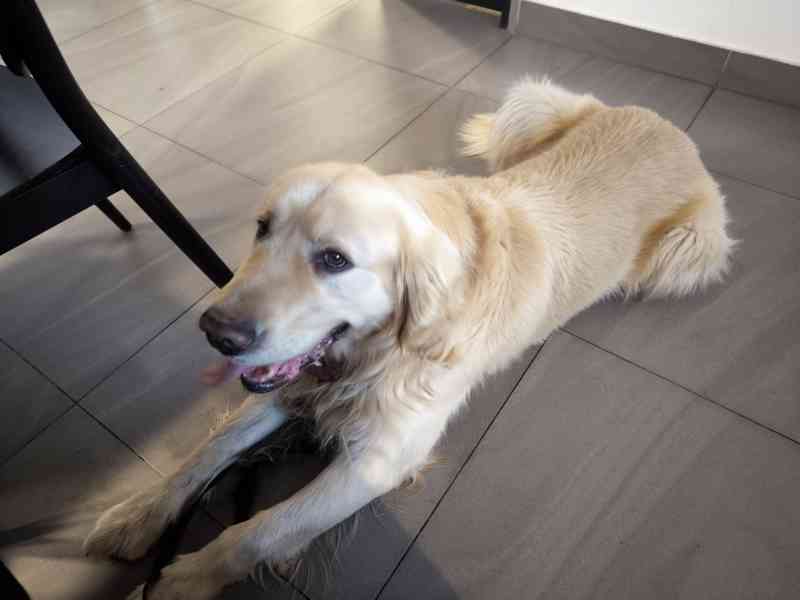 Zlatý retrívr  - foto 2