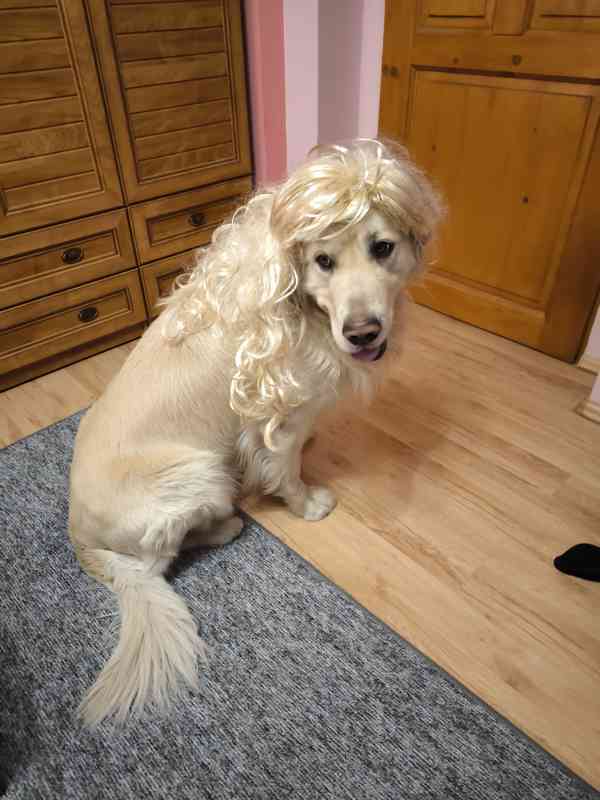 Zlatý retrívr  - foto 5