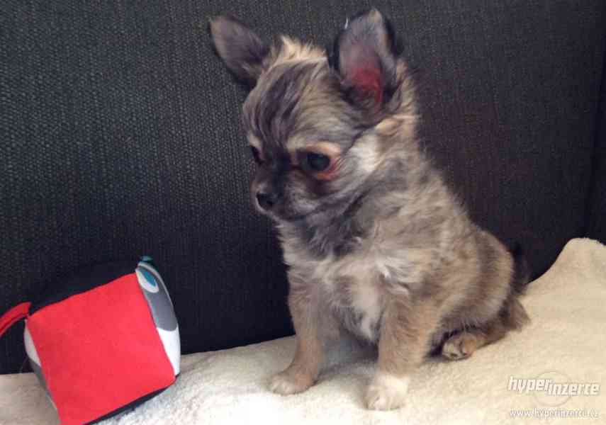 ČIVAVA DLOUHOSRSTÁ S PP - foto 1