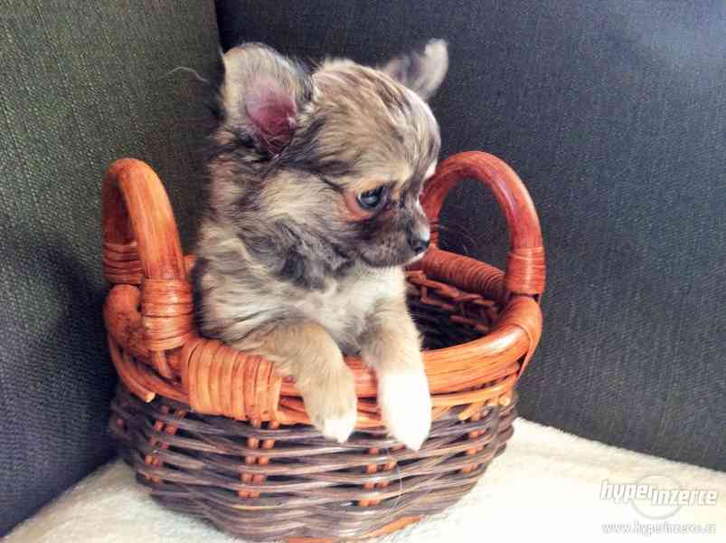 ČIVAVA DLOUHOSRSTÁ S PP - foto 3