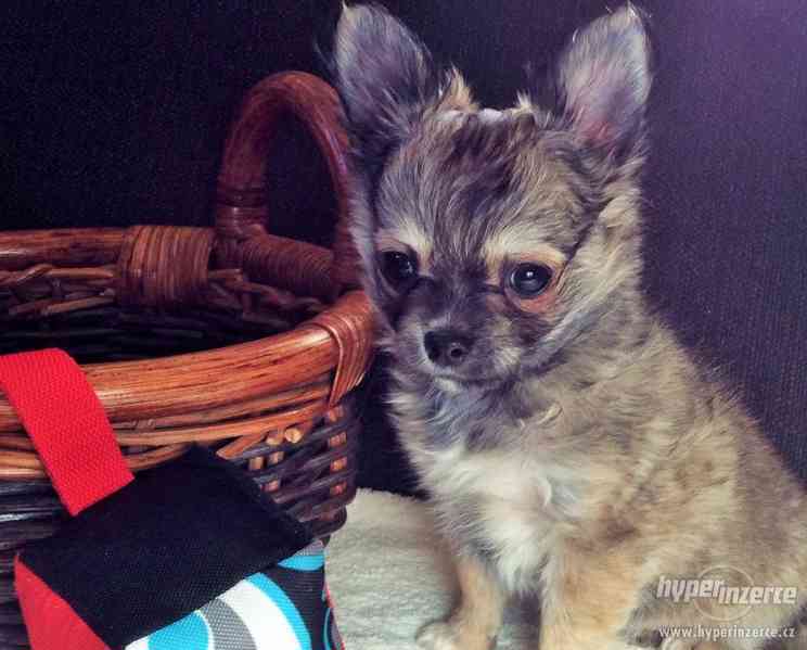 ČIVAVA DLOUHOSRSTÁ S PP - foto 4