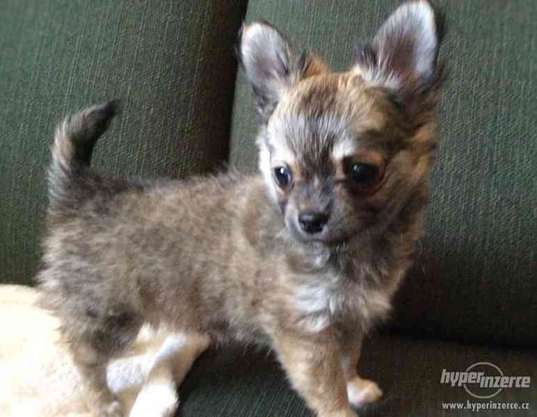 ČIVAVA DLOUHOSRSTÁ S PP - foto 5