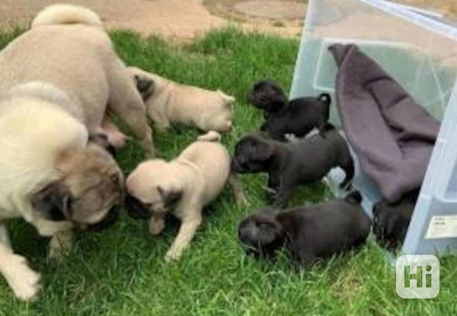 Mops (Mopslík) Pug štěňátka s pp - foto 1