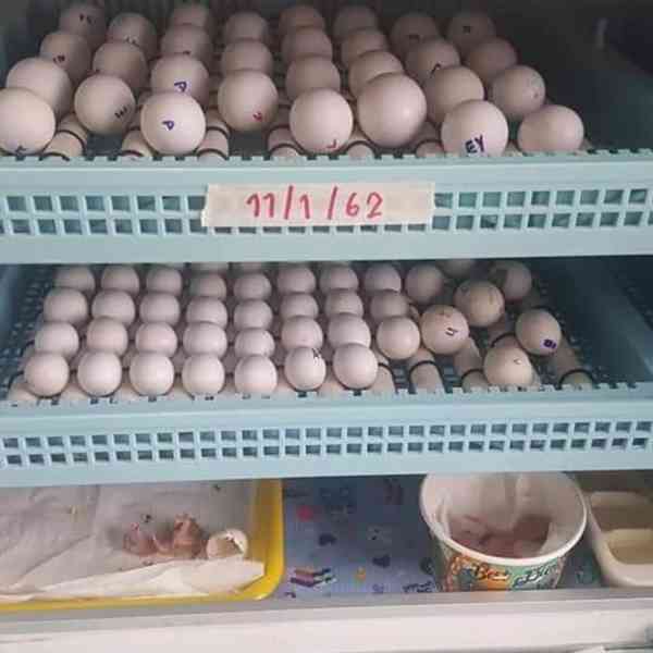prodej plodných vajec papoušků - foto 2