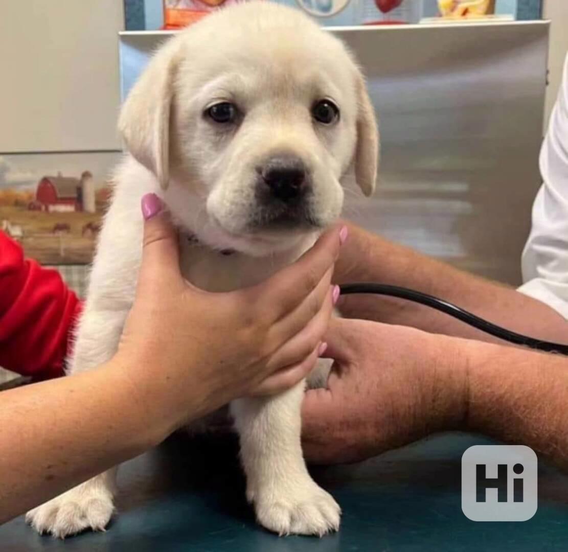 Nádherná štěňata labradora k adopci - foto 1