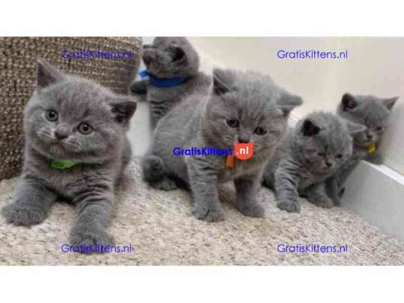 Roztomilá koťátka britské modré krátkosrsté kočky - foto 1