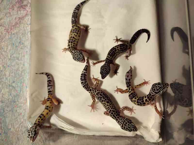 Gekončík noční -Eublepharis macularius - foto 1
