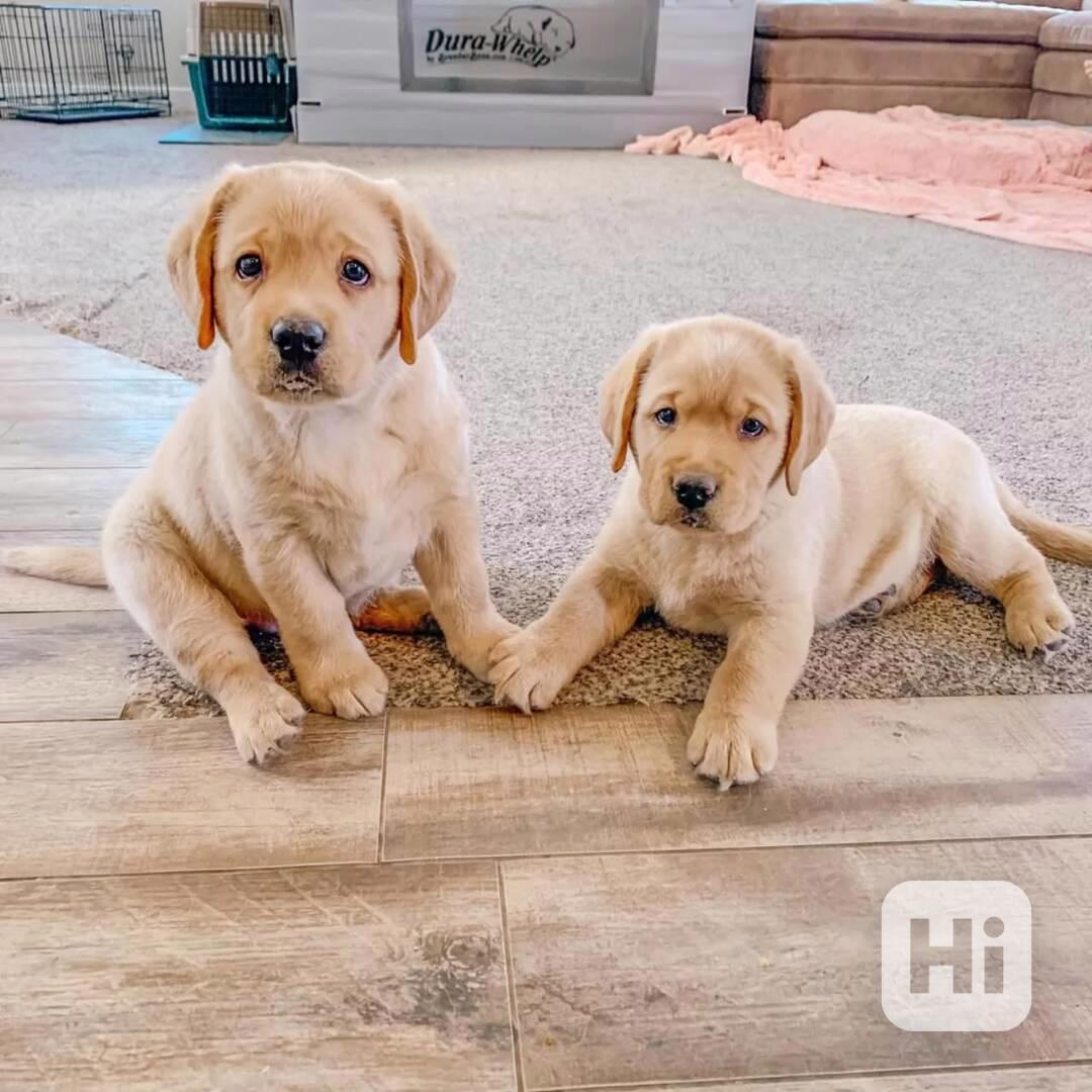 Tato rozkošná štěňátka labradora - foto 1