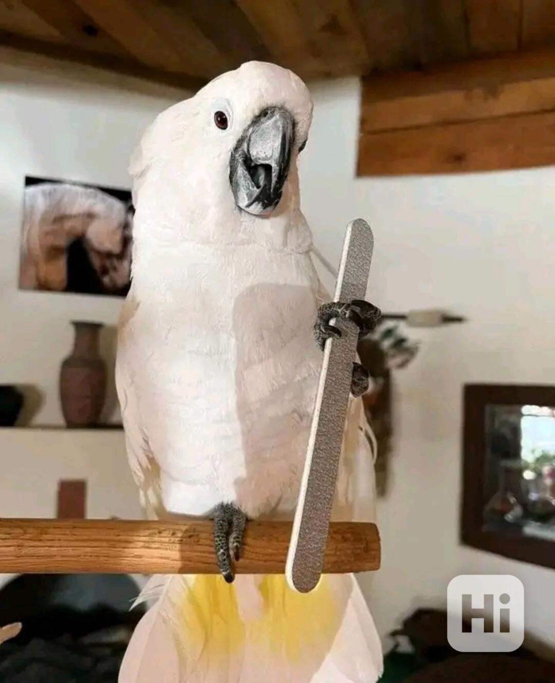 Milující papoušci kakadu hledají nový domov 🕊️ - foto 1