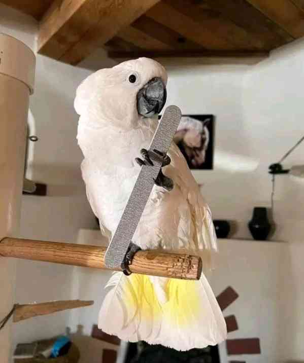 Milující papoušci kakadu hledají nový domov 🕊️ - foto 3
