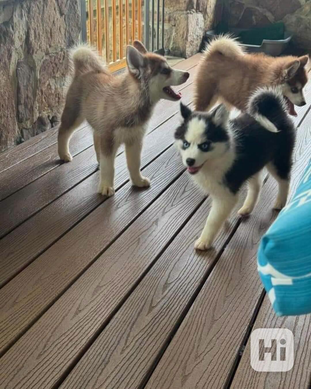 Máme zde 7 naprosto krásných štěňátek sibiřského huskyho - foto 1