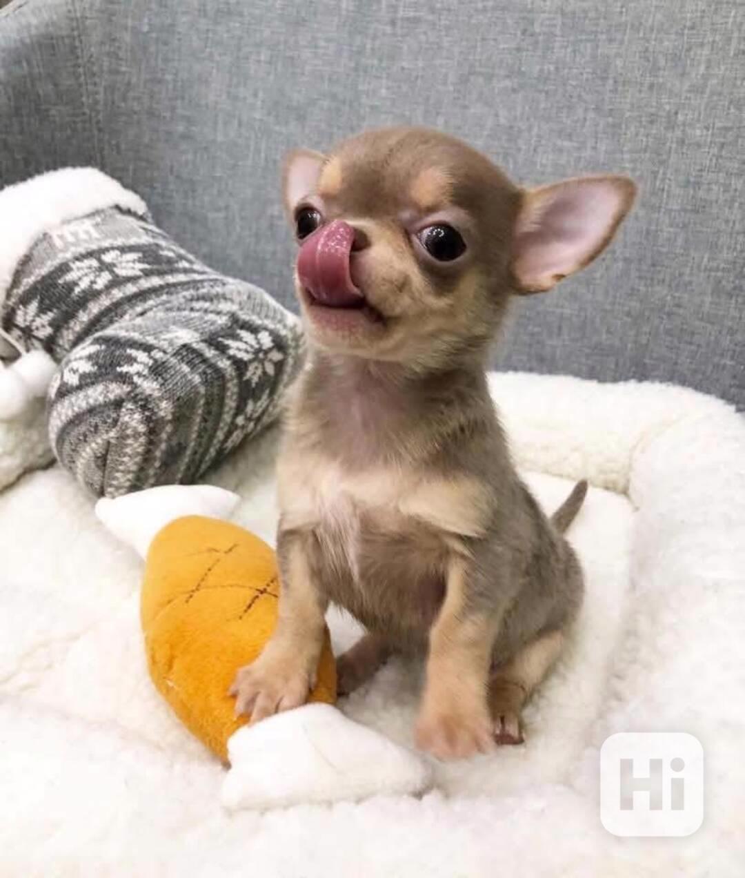 Štěňata čivavy  - foto 1