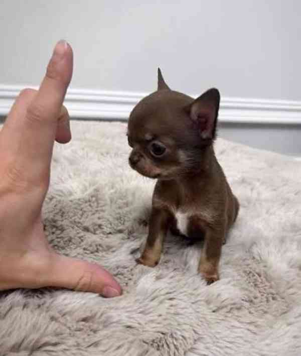 Štěňata čivavy  - foto 2